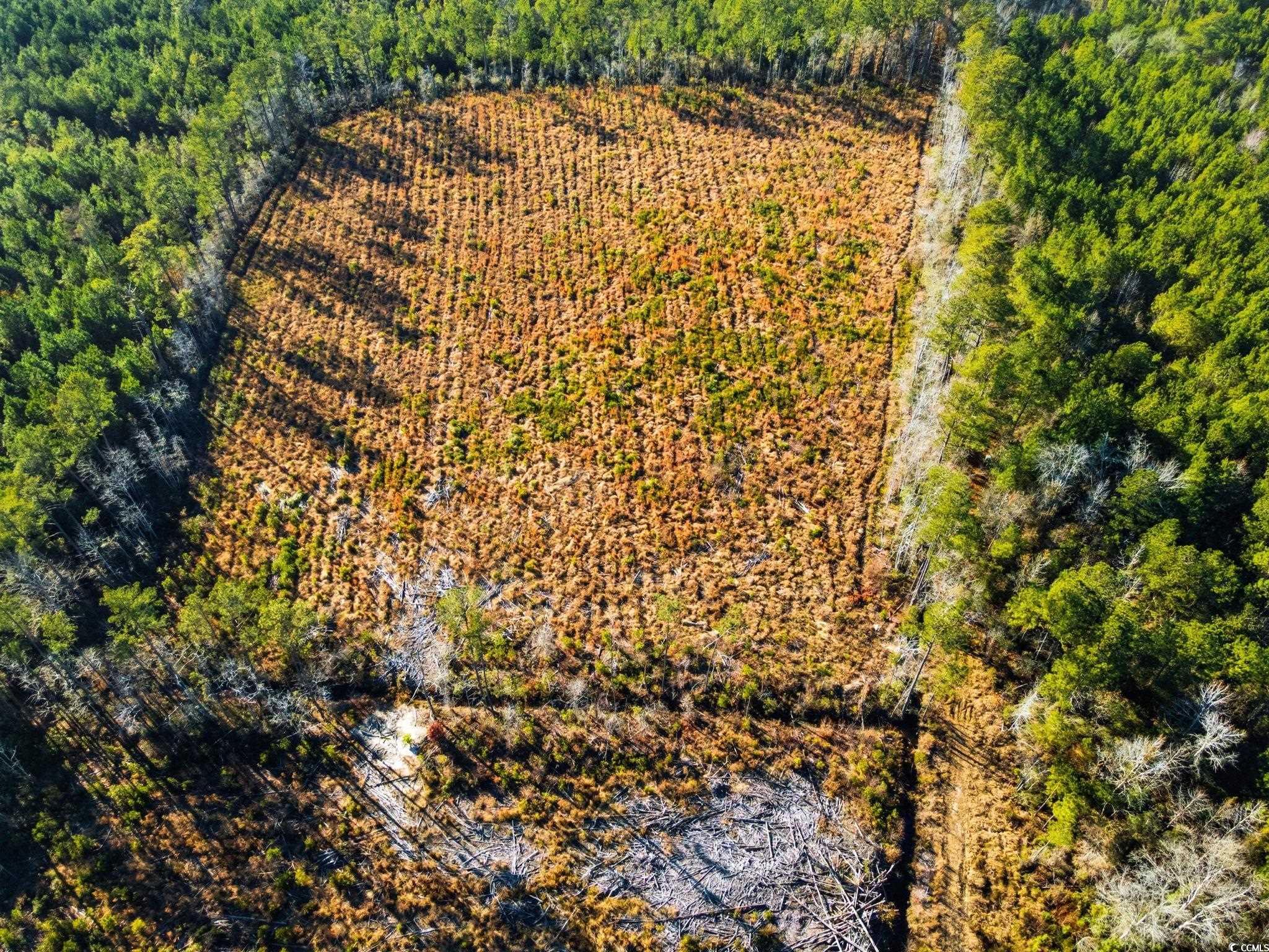 Tbd Freemont Road Longs, SC 29568 - Photo 13 of 24 View of rural area