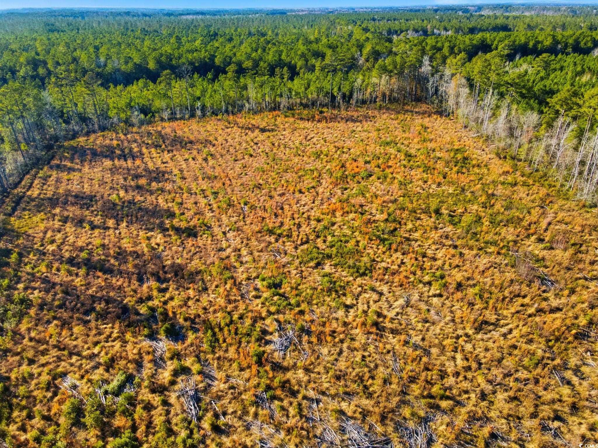 Tbd Freemont Road Longs, SC 29568 - Photo 21 of 24 Drone / aerial view of a forest