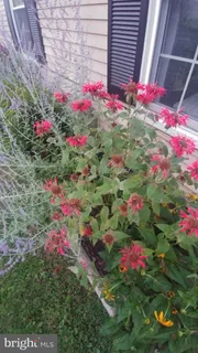 a view of yard with flowers and tree