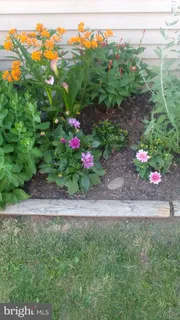 a view of a flower in a garden