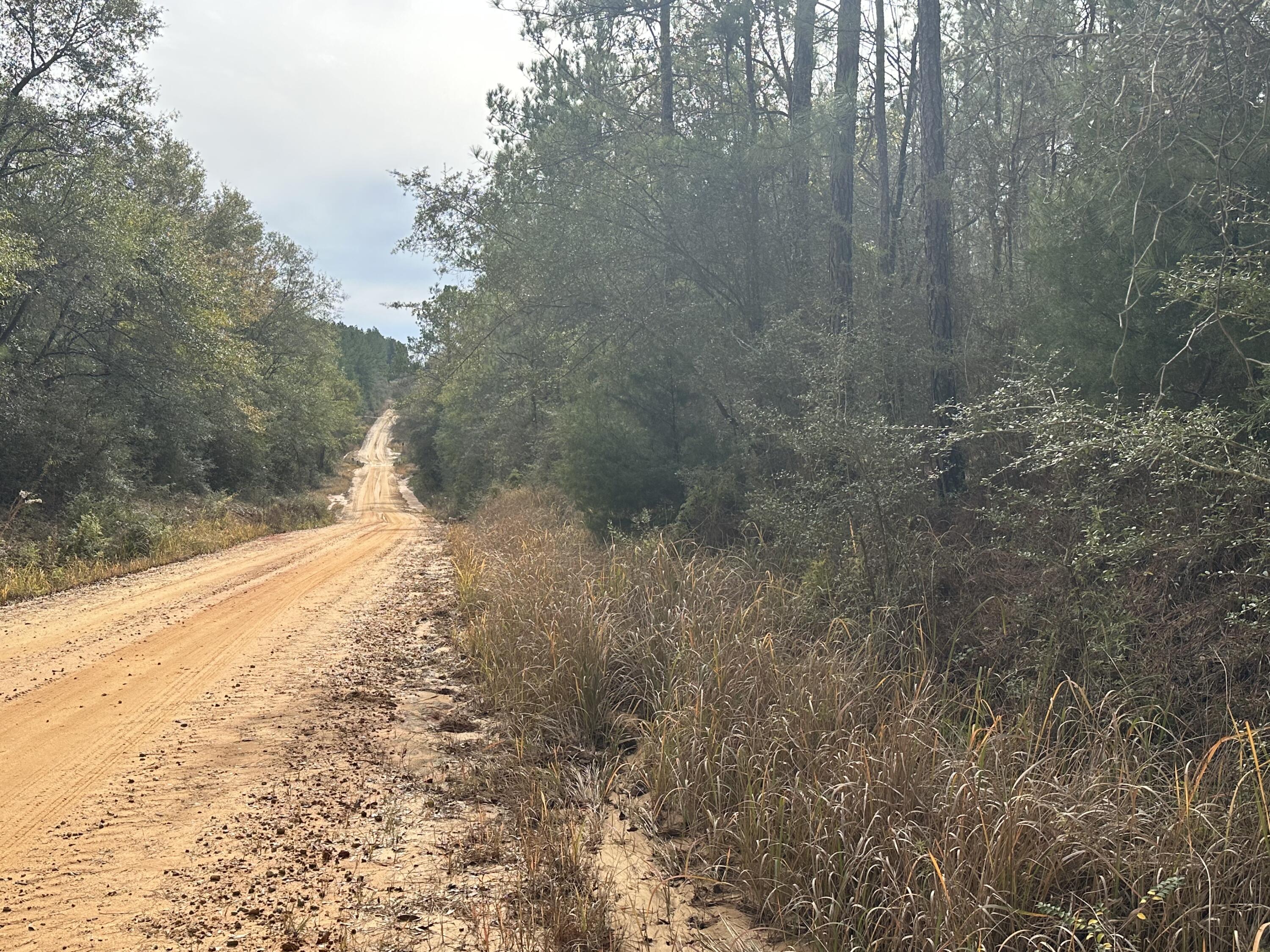 Tract#6301 Southwest Love Road Bonifay, FL 32425 - Photo 4 of 7 a view of a yard