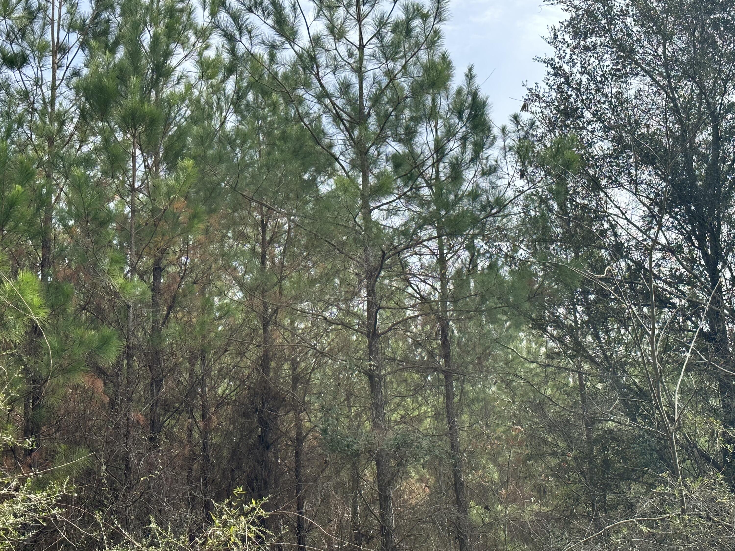 Tract#6301 Southwest Love Road Bonifay, FL 32425 - Photo 6 of 7 a view of a yard with a tree