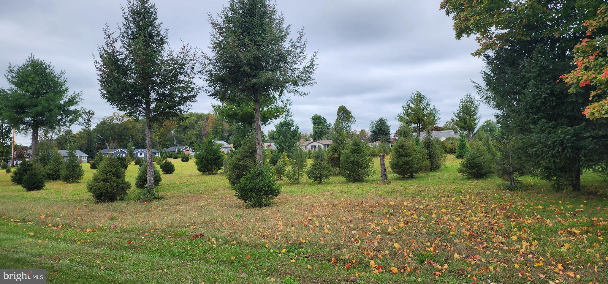 1694 South State Street Dover, DE 19901 - Photo 16 of 44 Tree farm adjacent to back yard area