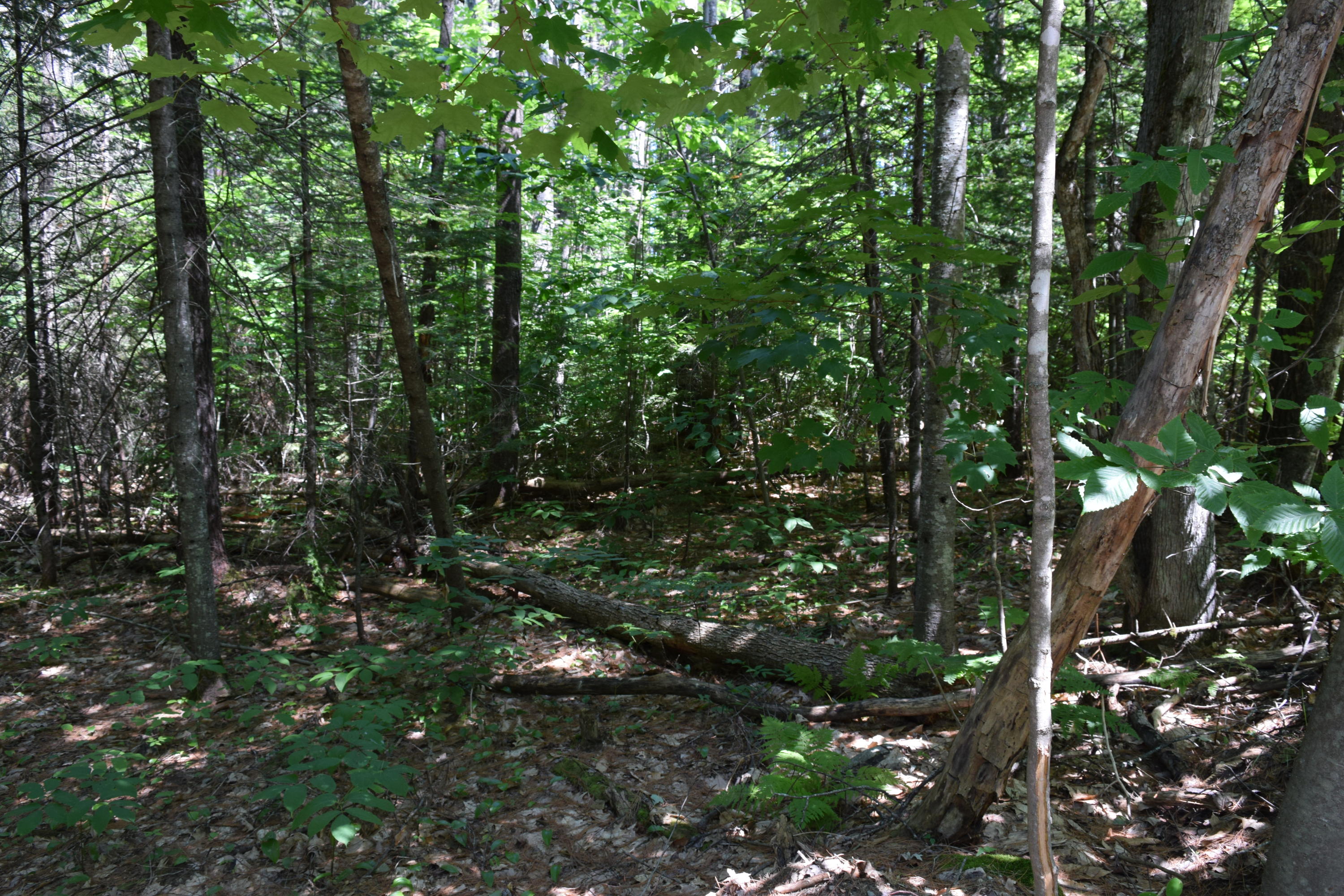 Lot 7 Waterford Road Harrison, ME 04040 - Photo 17 of 21 DSC_0015