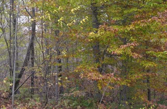 Rice Road Edinboro, PA 16412 - Photo 1 of 1 Land.