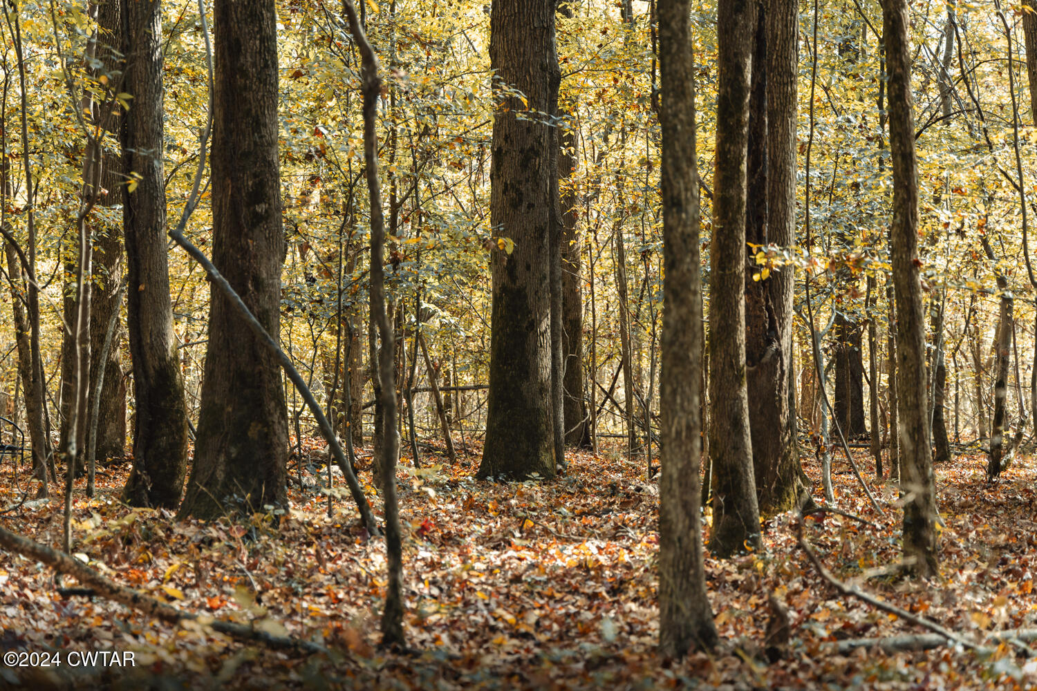0 Hammlett Road Beech Bluff, TN 38313 - Photo 14 of 27