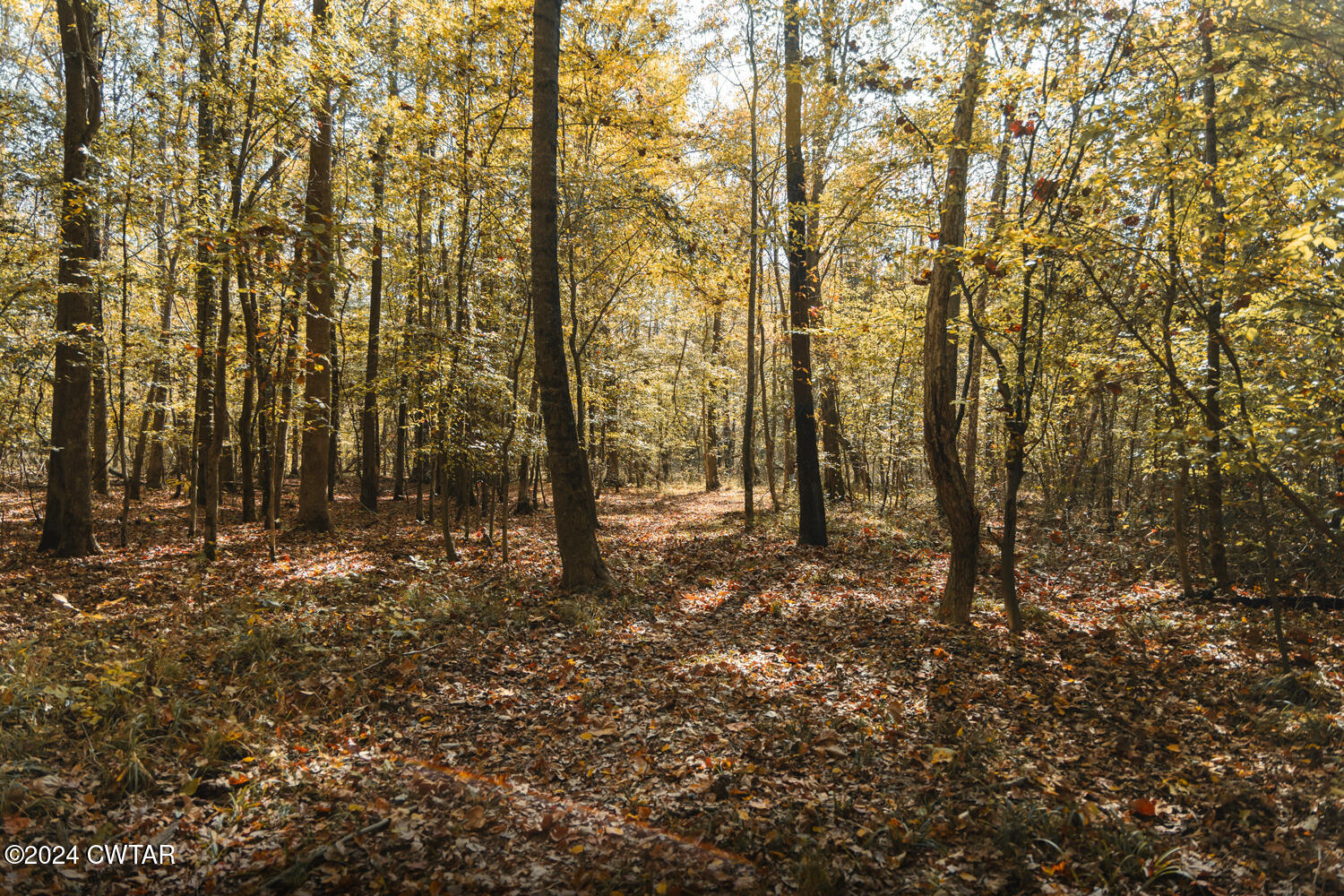 0 Hammlett Road Beech Bluff, TN 38313 - Photo 17 of 27 a view of forest
