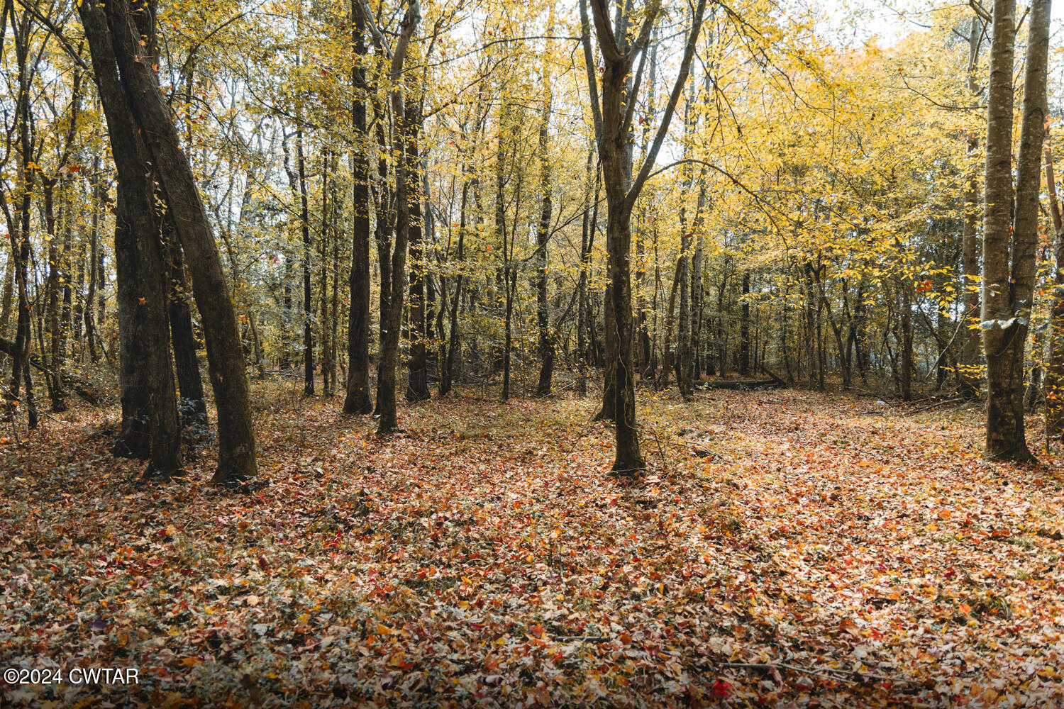 0 Hammlett Road Beech Bluff, TN 38313 - Photo 20 of 27 a backyard of a house with lots of green space