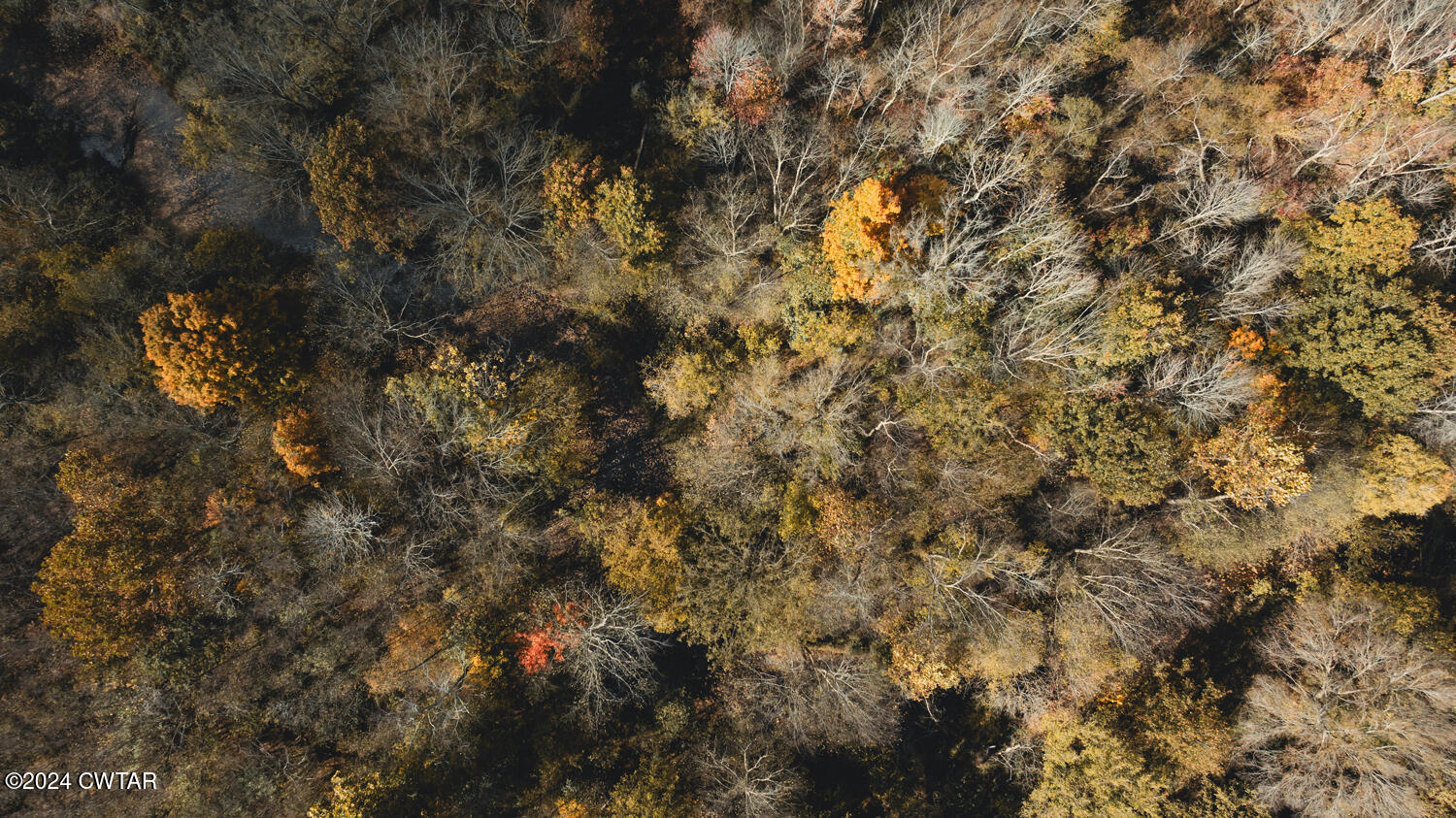 0 Hammlett Road Beech Bluff, TN 38313 - Photo 7 of 27 a view of a tree