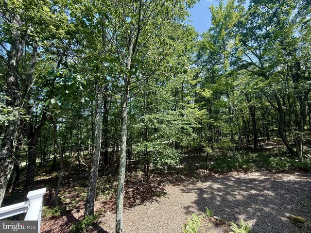 a view of a forest with trees