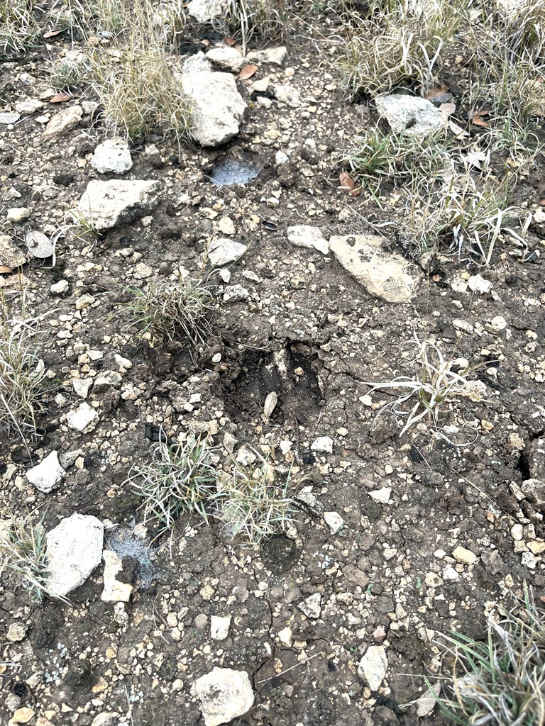1029 Fairview Road Rocksprings, TX 78880 - Photo 13 of 44 a close up of a tree