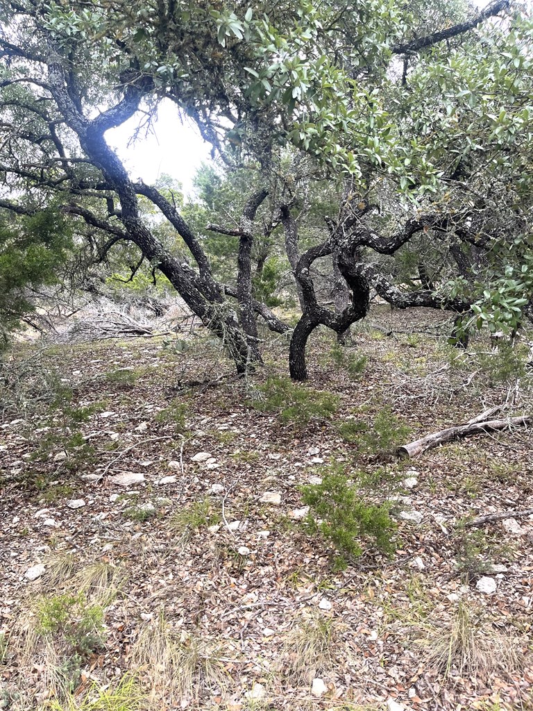 1029 Fairview Road Rocksprings, TX 78880 - Photo 15 of 44 a view of a tree in a yard