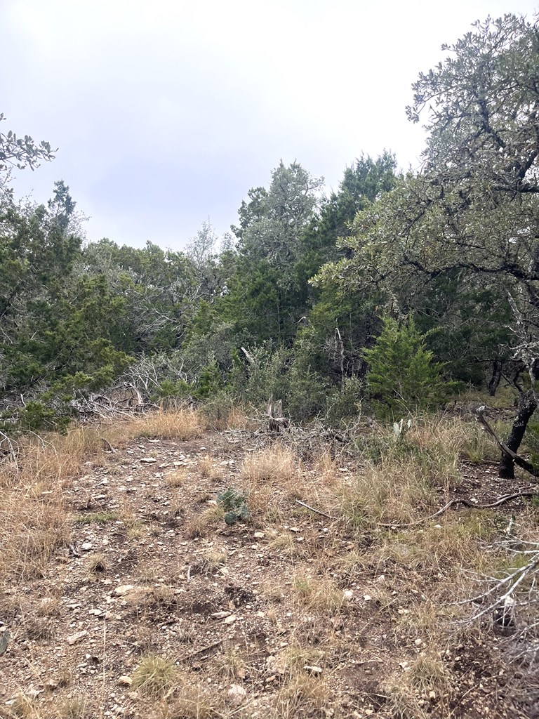 1029 Fairview Road Rocksprings, TX 78880 - Photo 16 of 44 a view of a yard with a tree