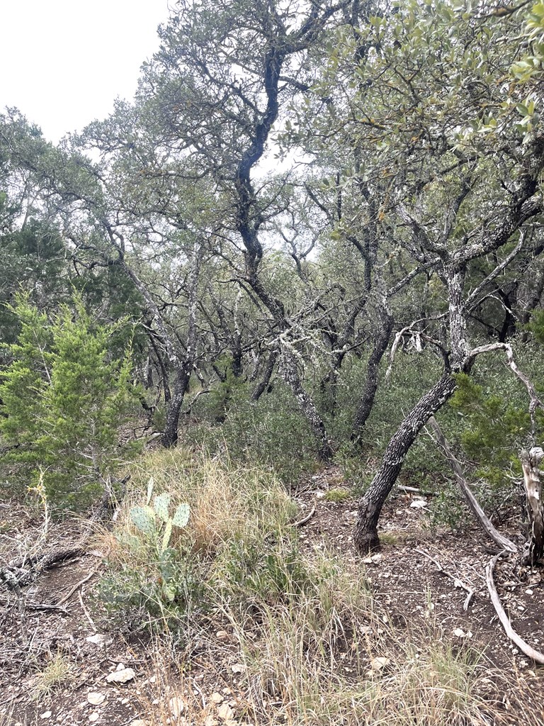 1029 Fairview Road Rocksprings, TX 78880 - Photo 17 of 44 a view of a yard with a tree