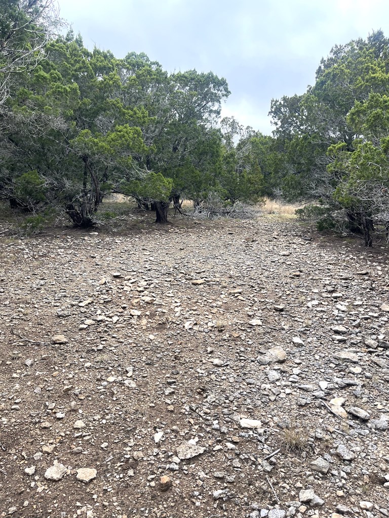 1029 Fairview Road Rocksprings, TX 78880 - Photo 18 of 44 a view of a yard with a tree