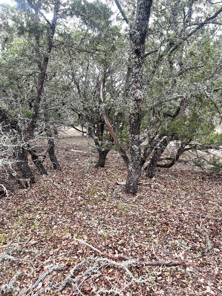 1029 Fairview Road Rocksprings, TX 78880 - Photo 19 of 44 a view of a yard with a tree