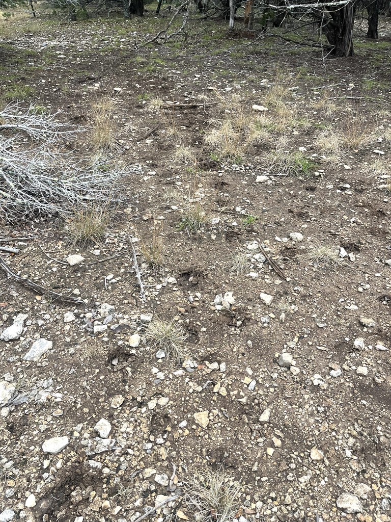 1029 Fairview Road Rocksprings, TX 78880 - Photo 20 of 44 a view of a yard
