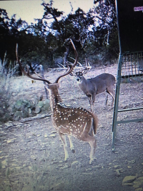1029 Fairview Road Rocksprings, TX 78880 - Photo 2 of 44 a view of outdoor space