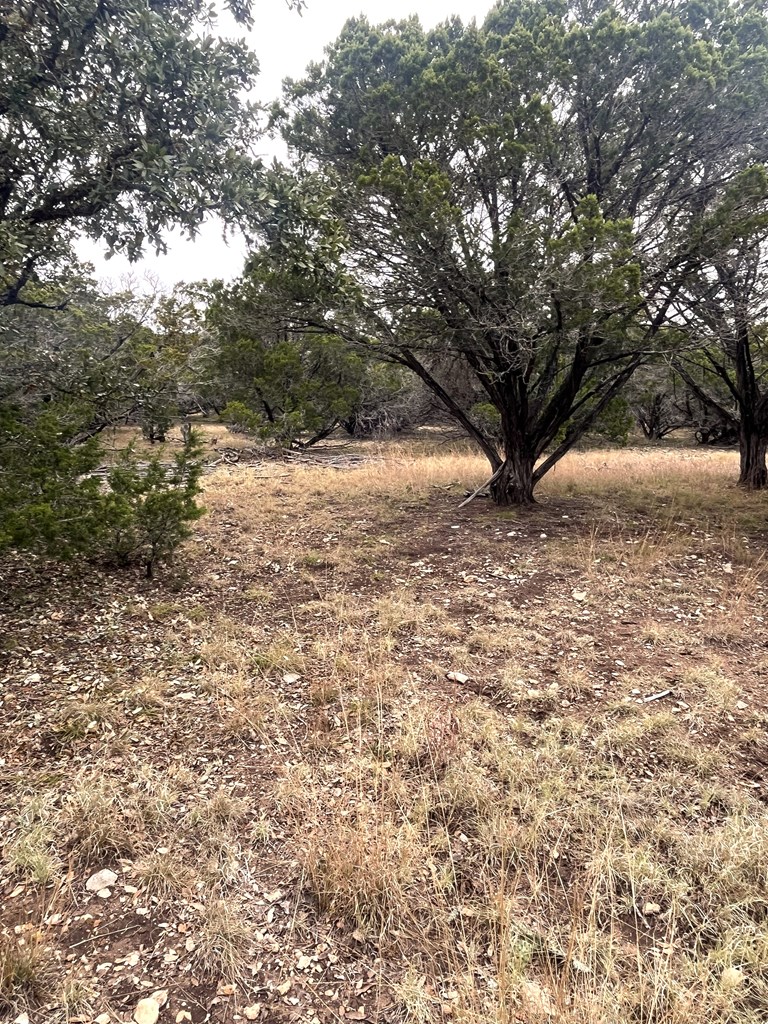 1029 Fairview Road Rocksprings, TX 78880 - Photo 23 of 44 a view of dirt yard with a large tree