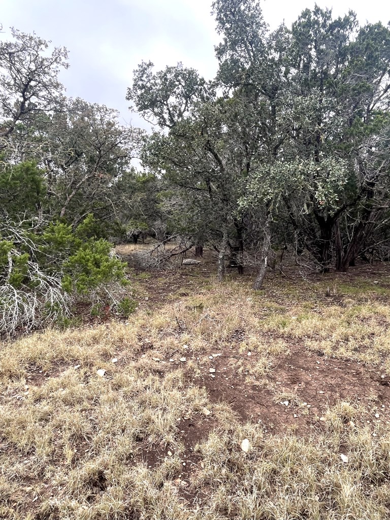 1029 Fairview Road Rocksprings, TX 78880 - Photo 24 of 44 a view of a yard with a tree