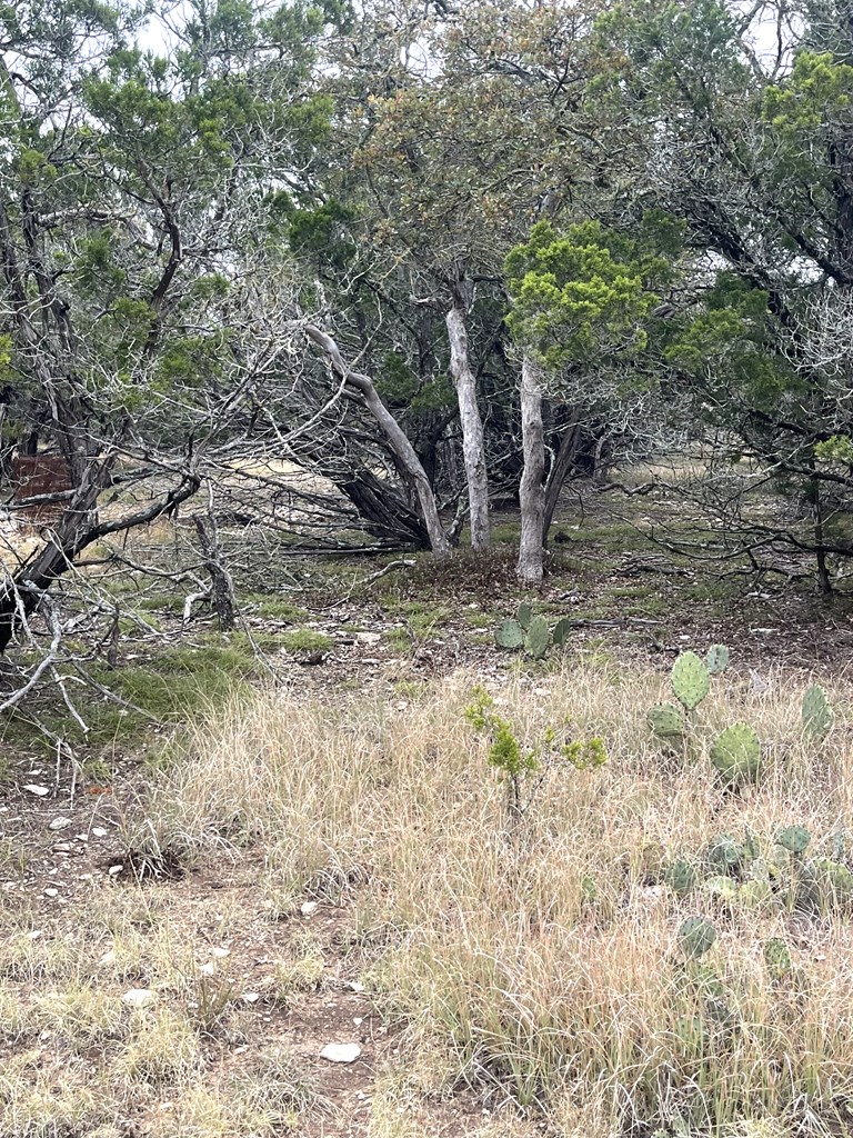 1029 Fairview Road Rocksprings, TX 78880 - Photo 26 of 44 a view of a dry yard with trees