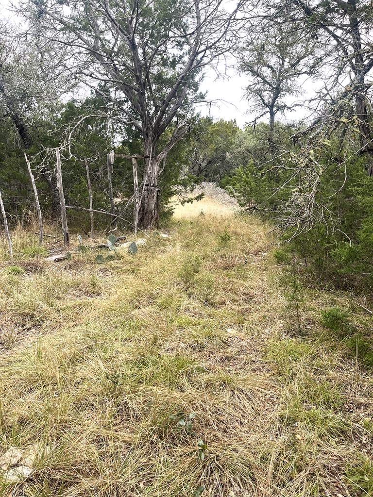 1029 Fairview Road Rocksprings, TX 78880 - Photo 33 of 44 a view of a yard with plants and trees
