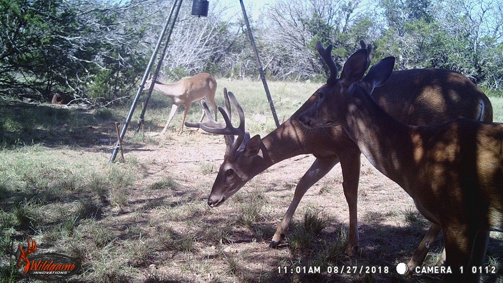 1029 Fairview Road Rocksprings, TX 78880 - Photo 39 of 44