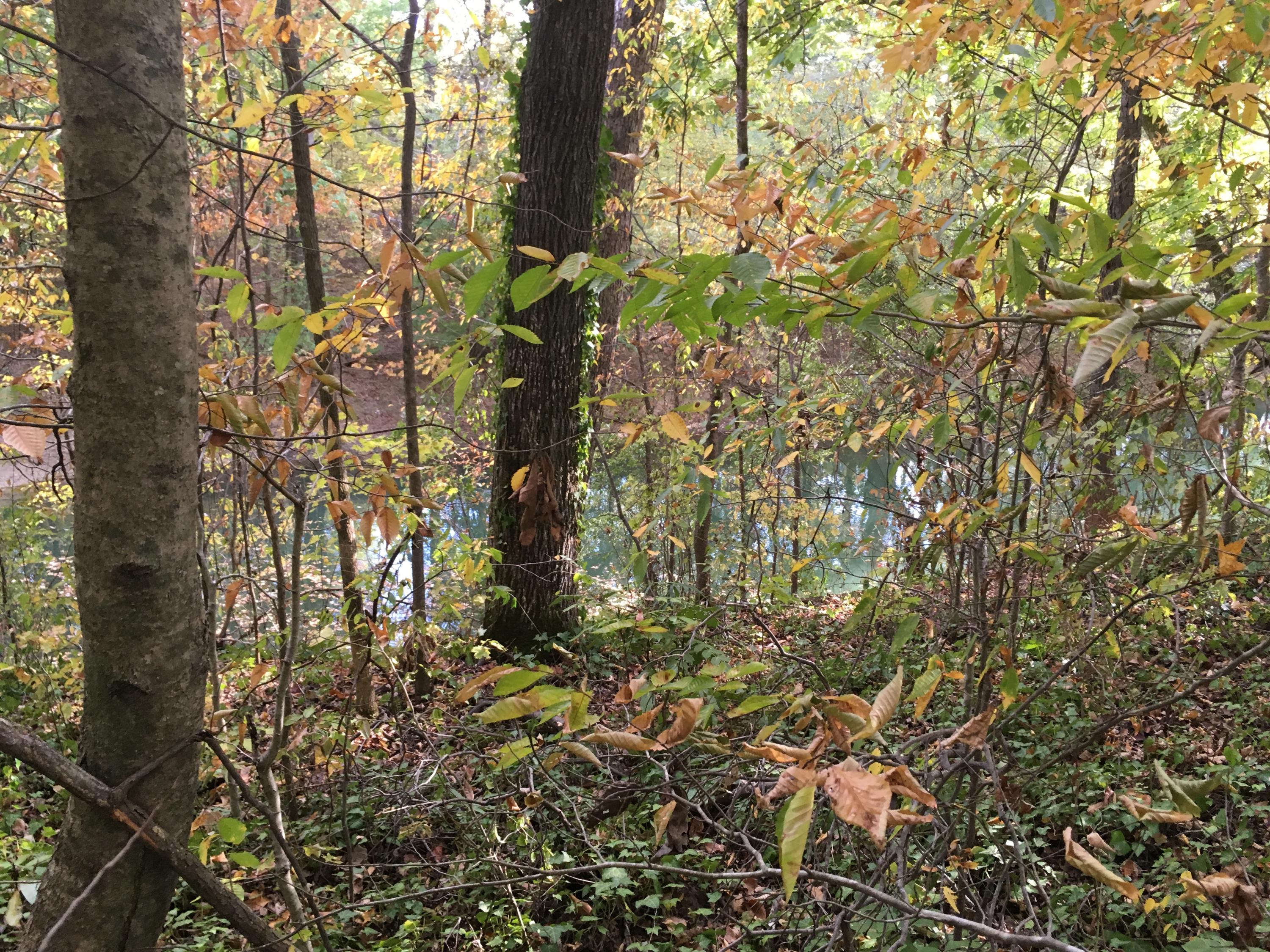 0 Hamill Road, Unit LOT 2 Hixson, TN 37343 - Photo 3 of 13 IMG_5998