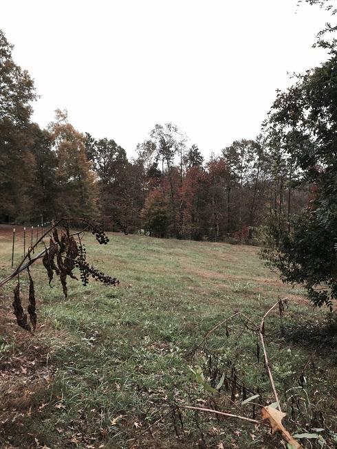 4822 Johnson Road Birchwood, TN 37308 - Photo 11 of 13 view1