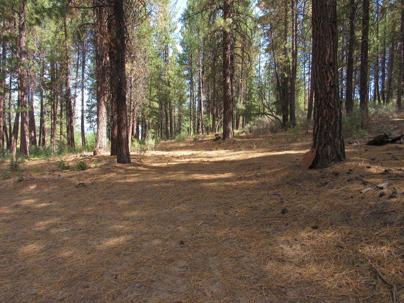 0 Pine Ridge Road Chiloquin, OR 97624 - Photo 5 of 9 20231218172638381484000000-o