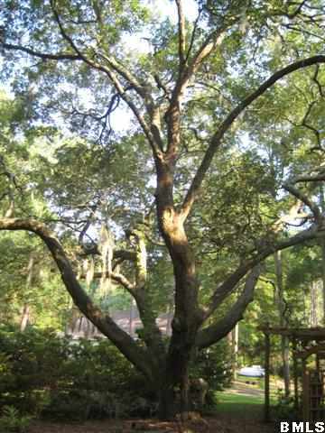 49 Cusabo Road St. Helena Island, SC 29920 - Photo 15 of 17 Additional Photo