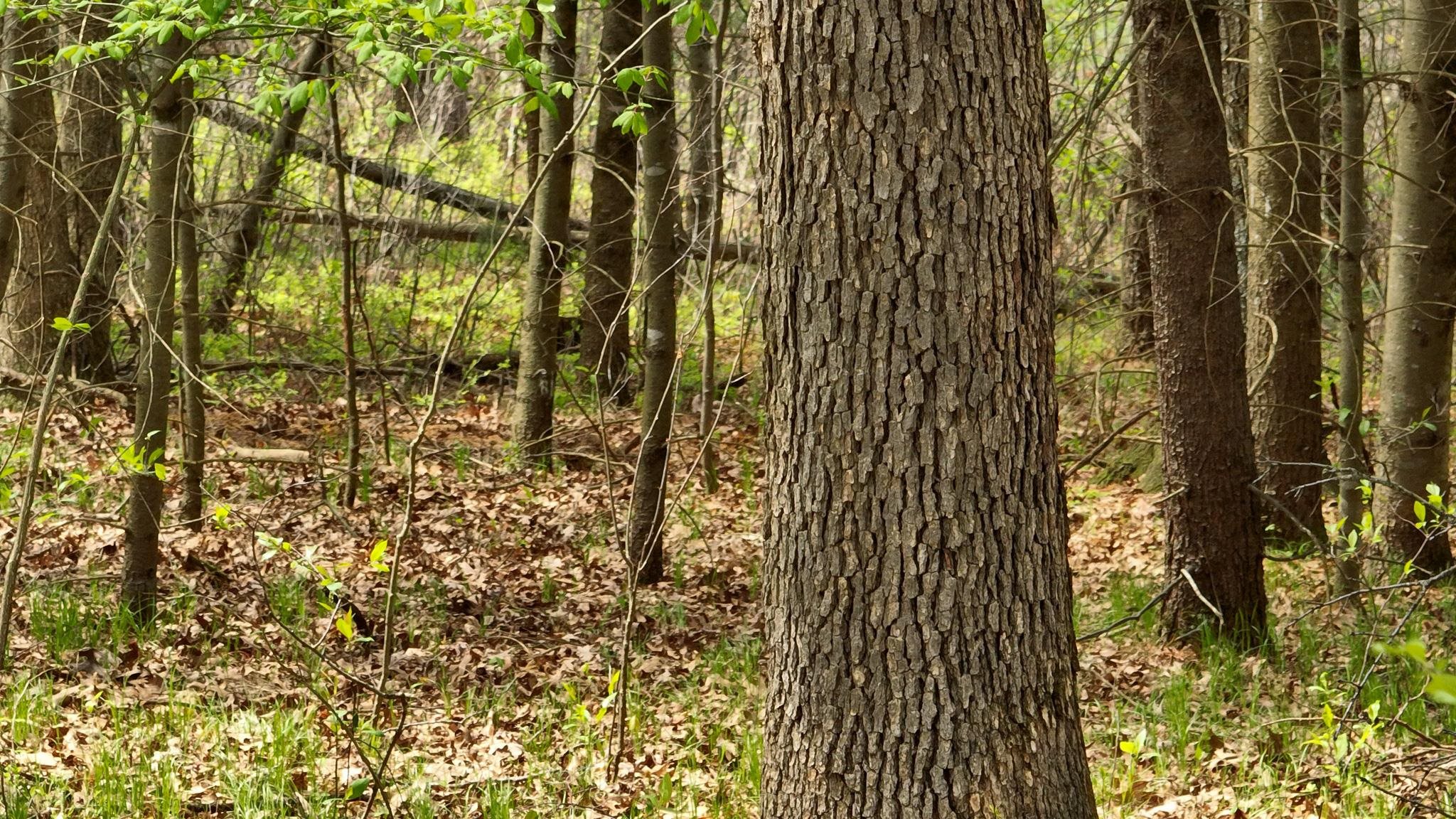 Lot 4 Grayling Tomah, WI 54660 - Photo 45 of 50