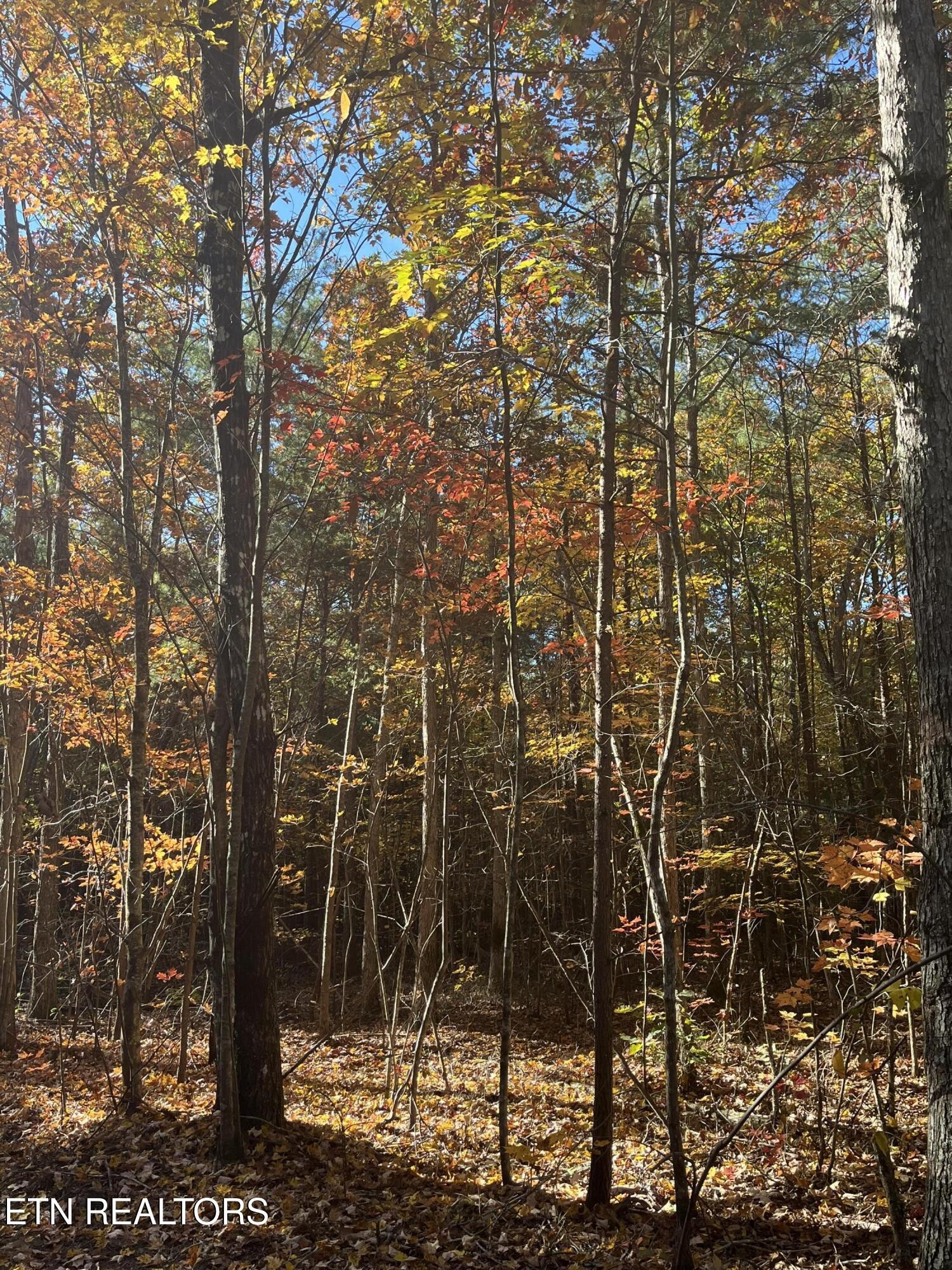 106 Cherokee Path Tellico Plains, TN 37385 - Photo 18 of 58 Gallery Image 18