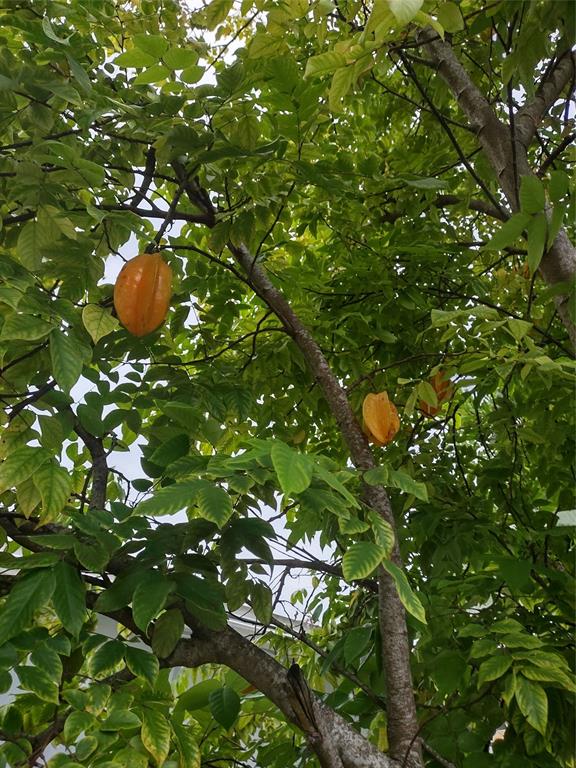 128 Miami Gardens Road West Park, FL 33023 - Photo 37 of 38 a picture of tree