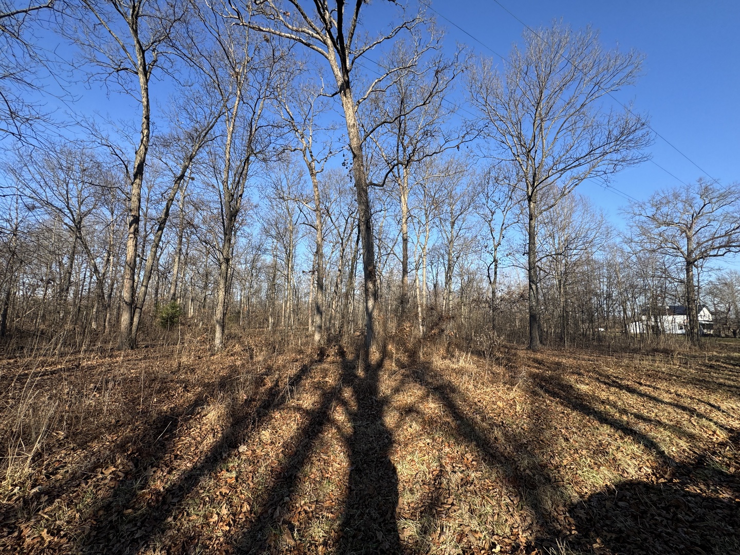 1981 Watercress Lane Flora, IL 62839 - Photo 47 of 76 a view of a yard with trees