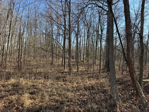 a view of outdoor space with lots of tall trees