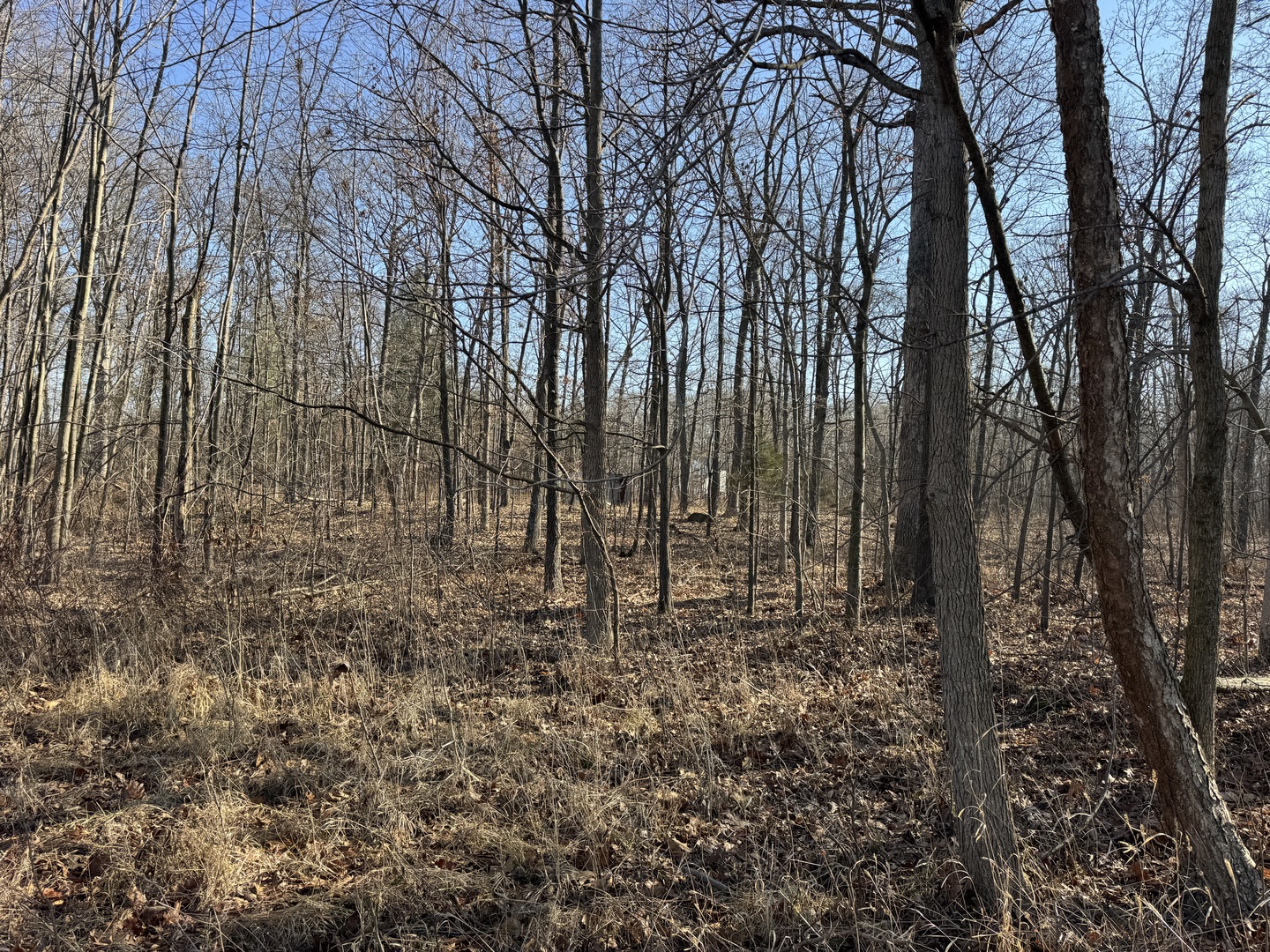 1981 Watercress Lane Flora, IL 62839 - Photo 49 of 76 a view of a yard with lots of trees