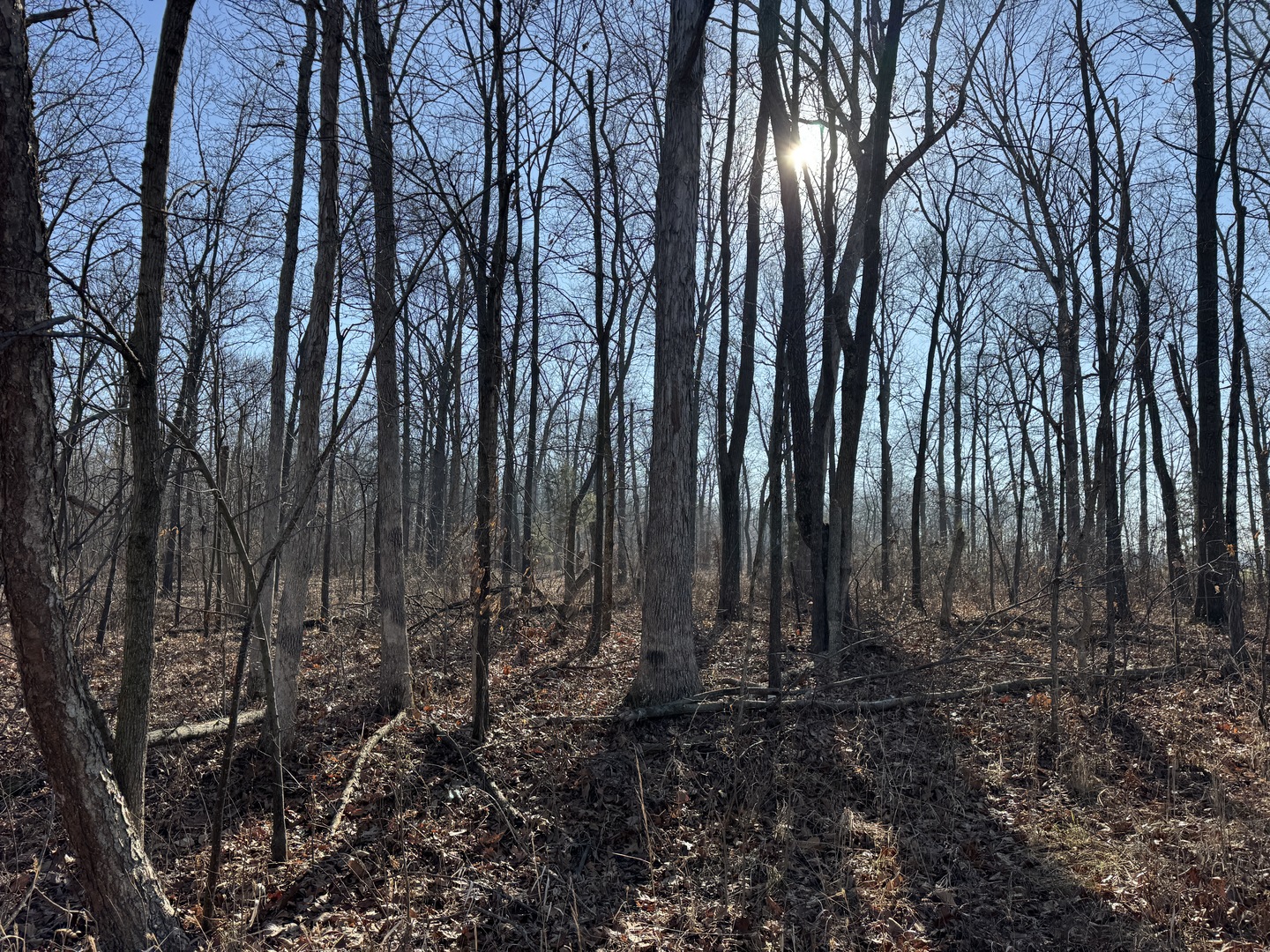 1981 Watercress Lane Flora, IL 62839 - Photo 50 of 76 a view of backyard with green space