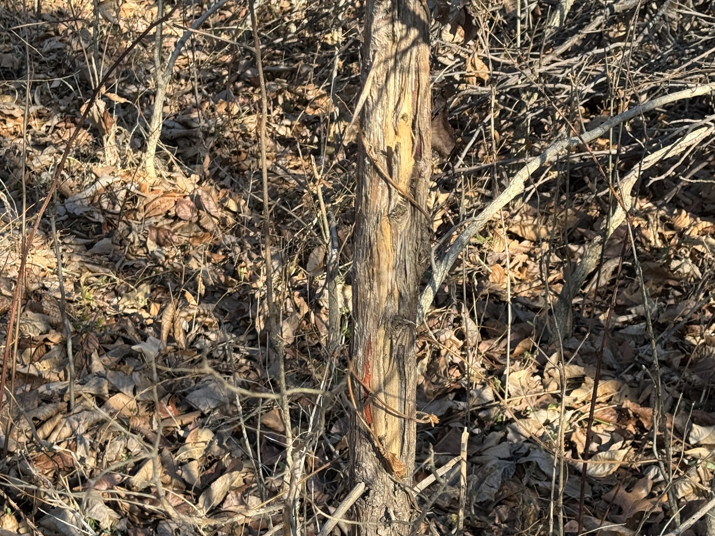 1981 Watercress Lane Flora, IL 62839 - Photo 51 of 76