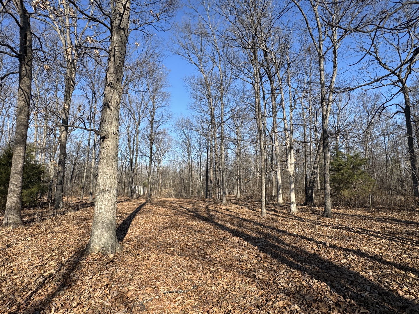 1981 Watercress Lane Flora, IL 62839 - Photo 52 of 76 a backyard of a house with lots of green space