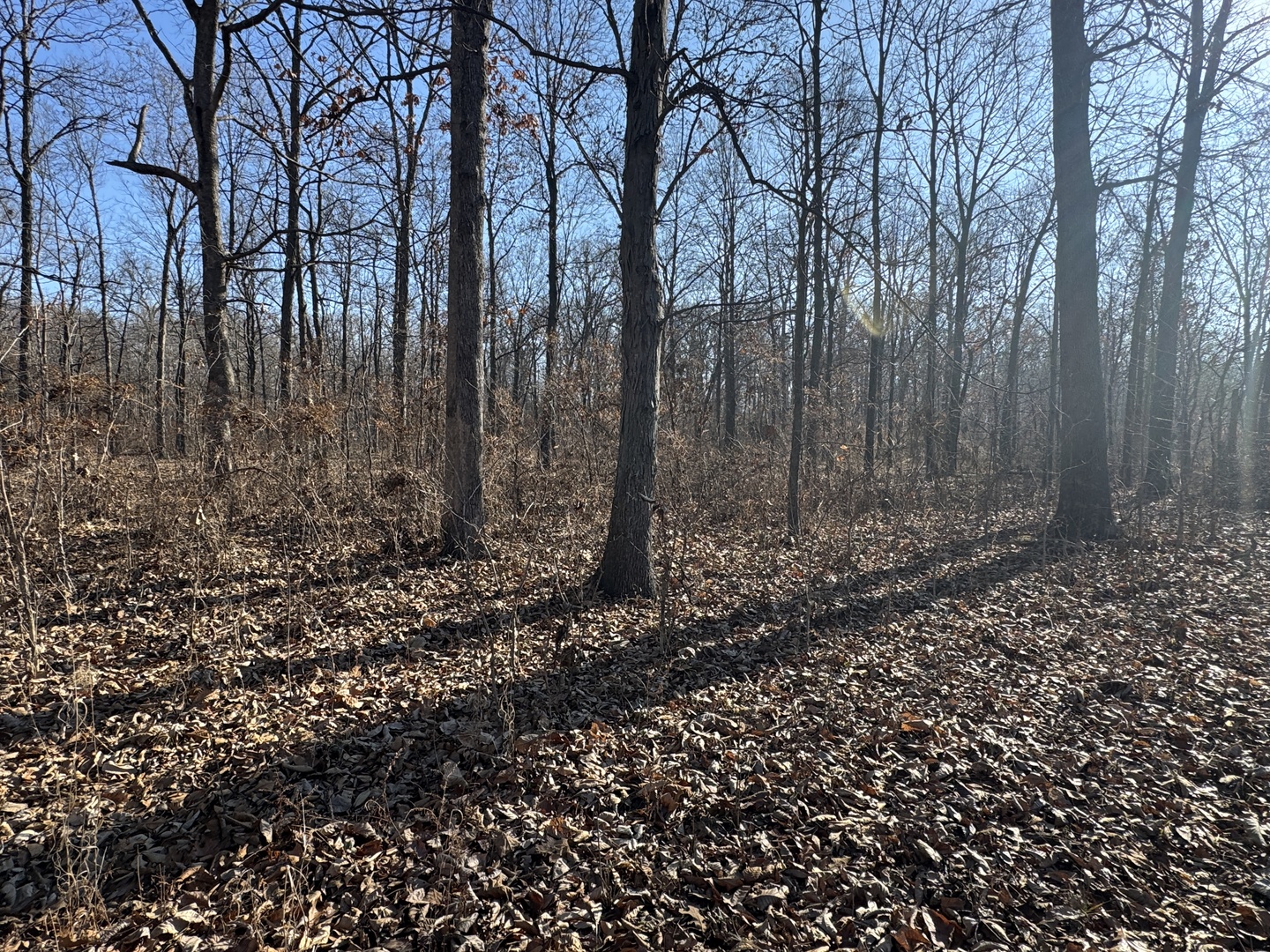 1981 Watercress Lane Flora, IL 62839 - Photo 54 of 76 a view of a backyard of the house