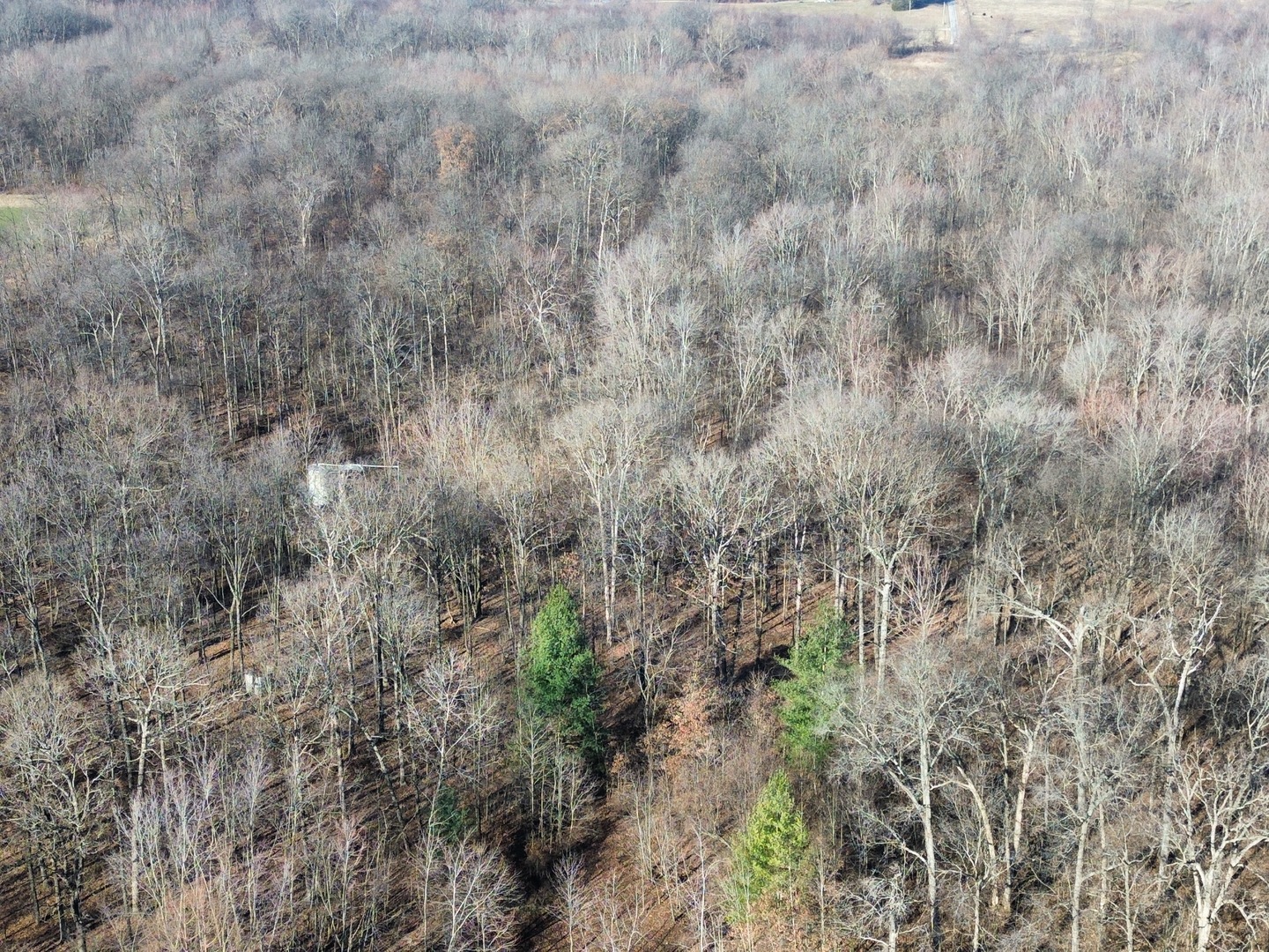 1981 Watercress Lane Flora, IL 62839 - Photo 63 of 76 a view of a forest with lots of trees