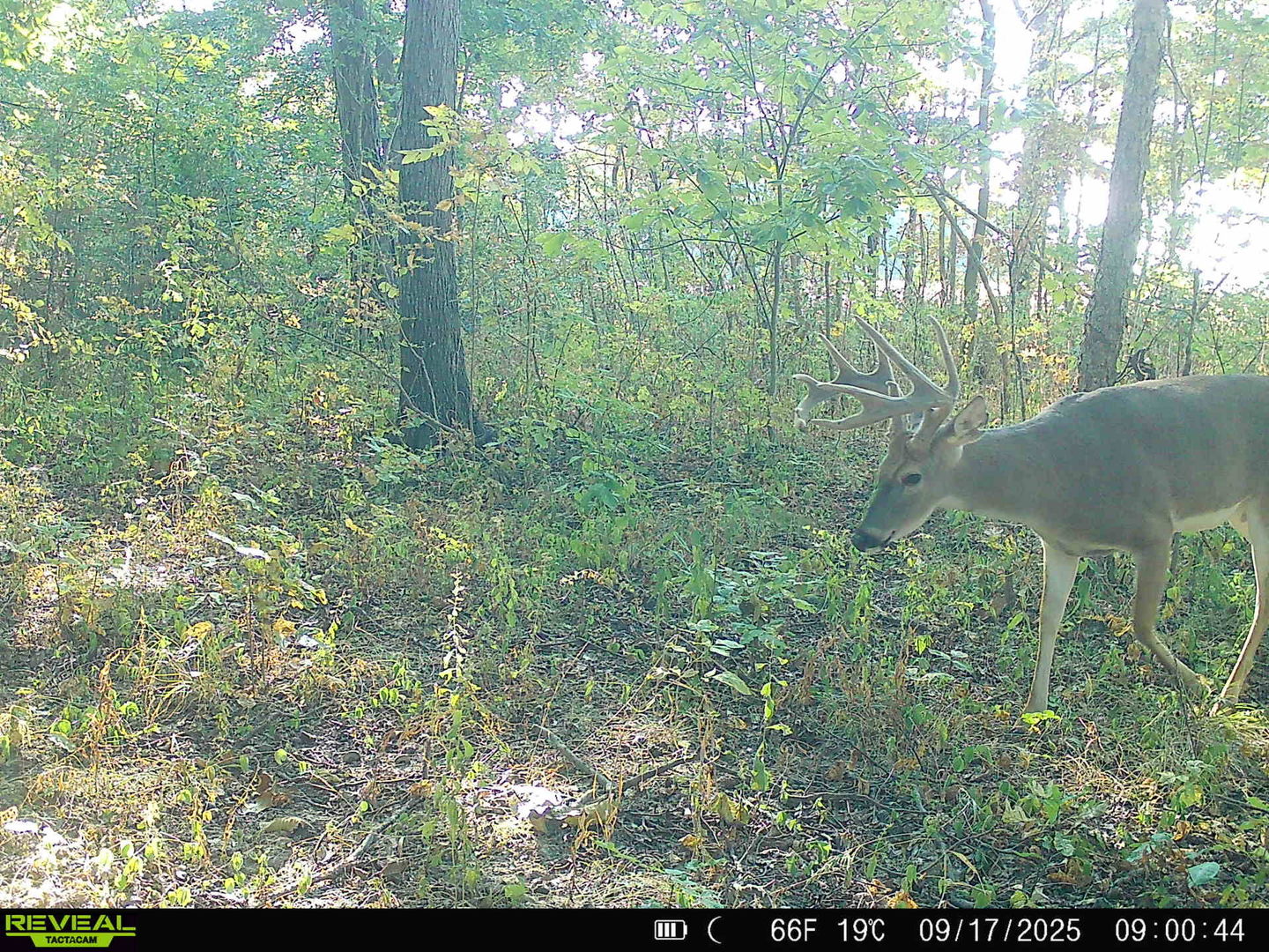 1981 Watercress Lane Flora, IL 62839 - Photo 70 of 76