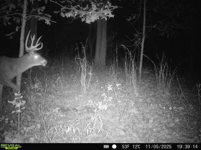 1981 Watercress Lane Flora, IL 62839 - Photo 74 of 76 a view of outdoor space with lots of trees