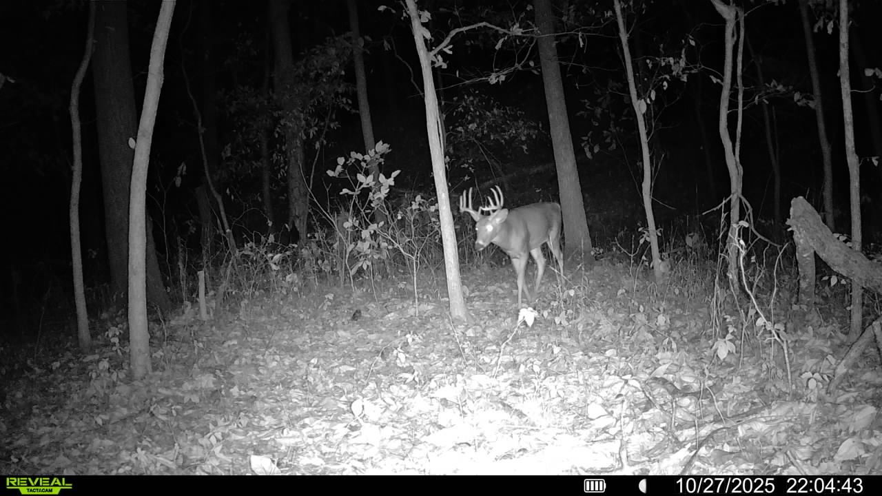 1981 Watercress Lane Flora, IL 62839 - Photo 75 of 76 a view of outdoor space with lots of tall trees