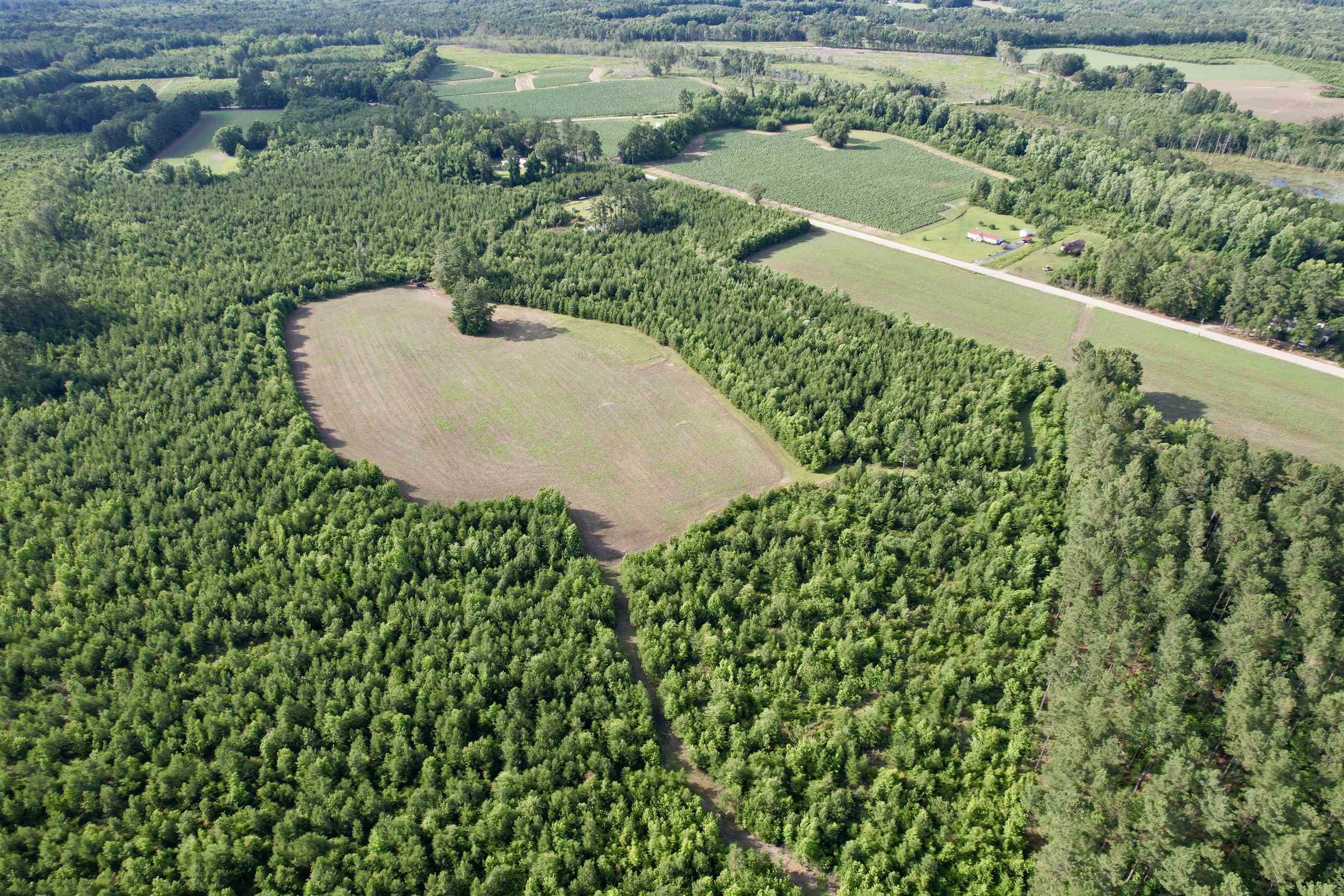 85-acres - Muddy Creek Road Hemingway, SC 29554 - Photo 13 of 31