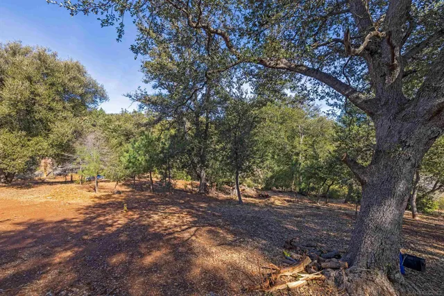 a view of a forest filled with trees