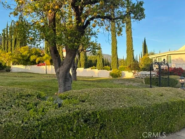 a view of yard with tree