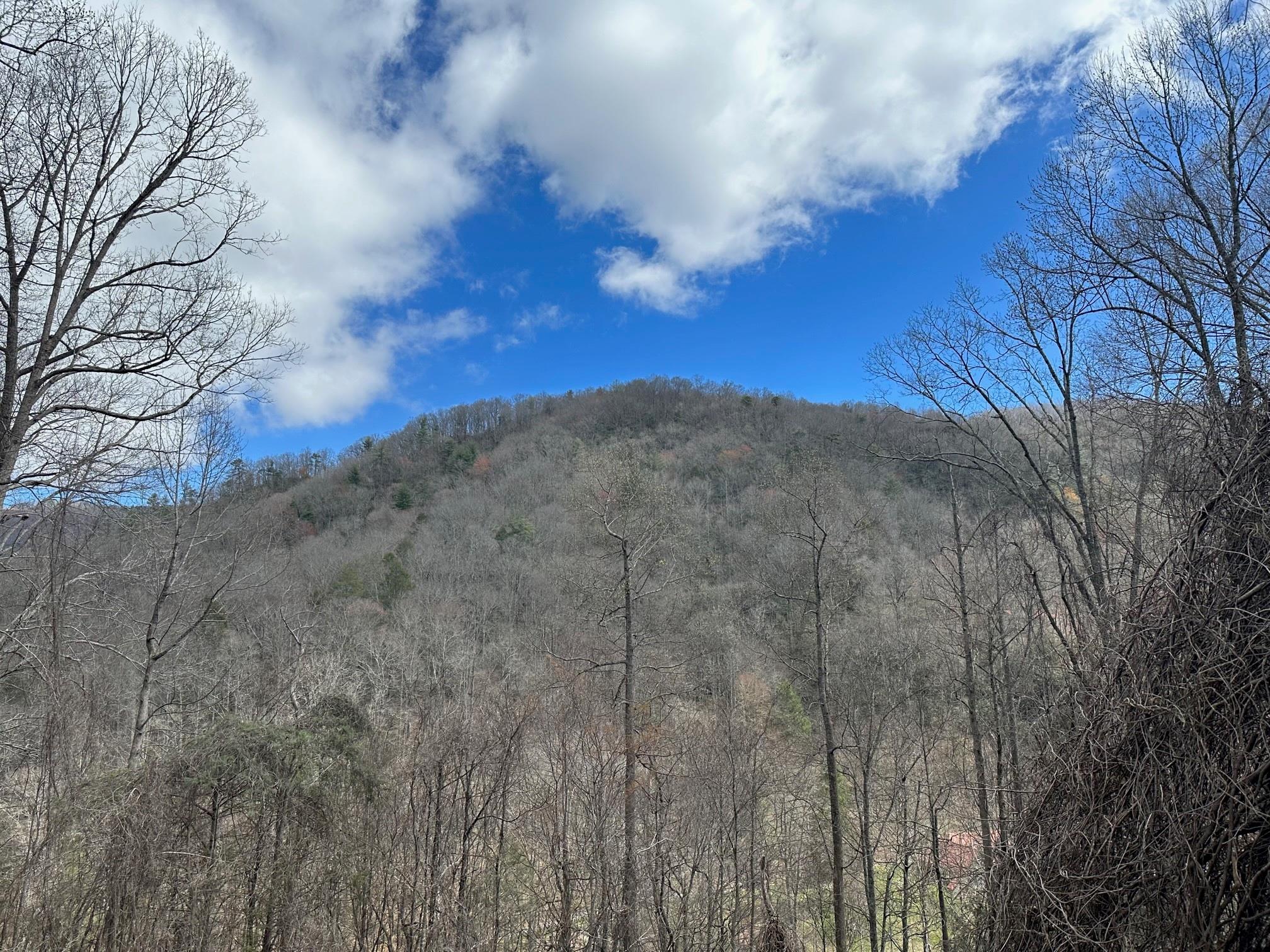 0 Tuckaway Ridge Drive Hendersonville, NC 28792 - Photo 5 of 6 a view of a dry yard with lots of trees