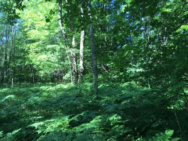 0 West Kittle Road Mio, MI 48647 - Photo 8 of 8 Gallery Image 8